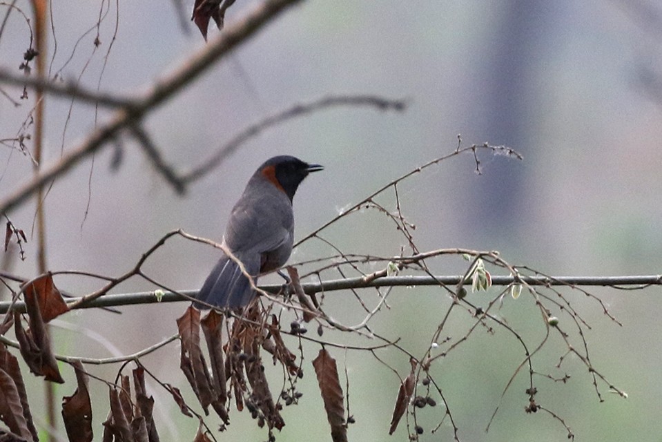 Rufous-necked Laughingthrush - Charley Hesse TROPICAL BIRDING