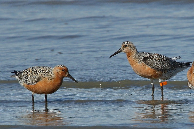 Red Knot - ML91090011