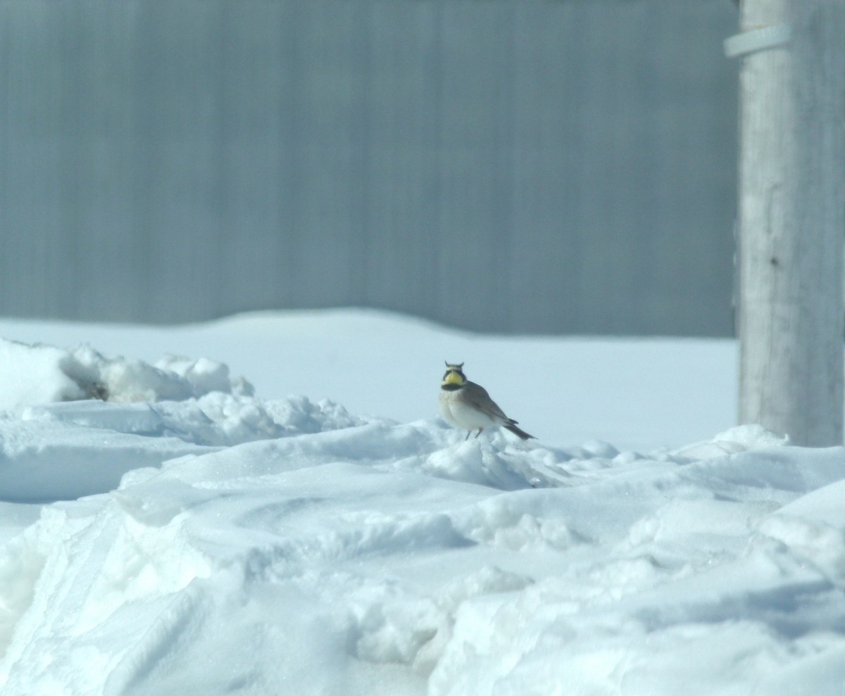 Horned Lark - Sylvie St-Pierre COHL