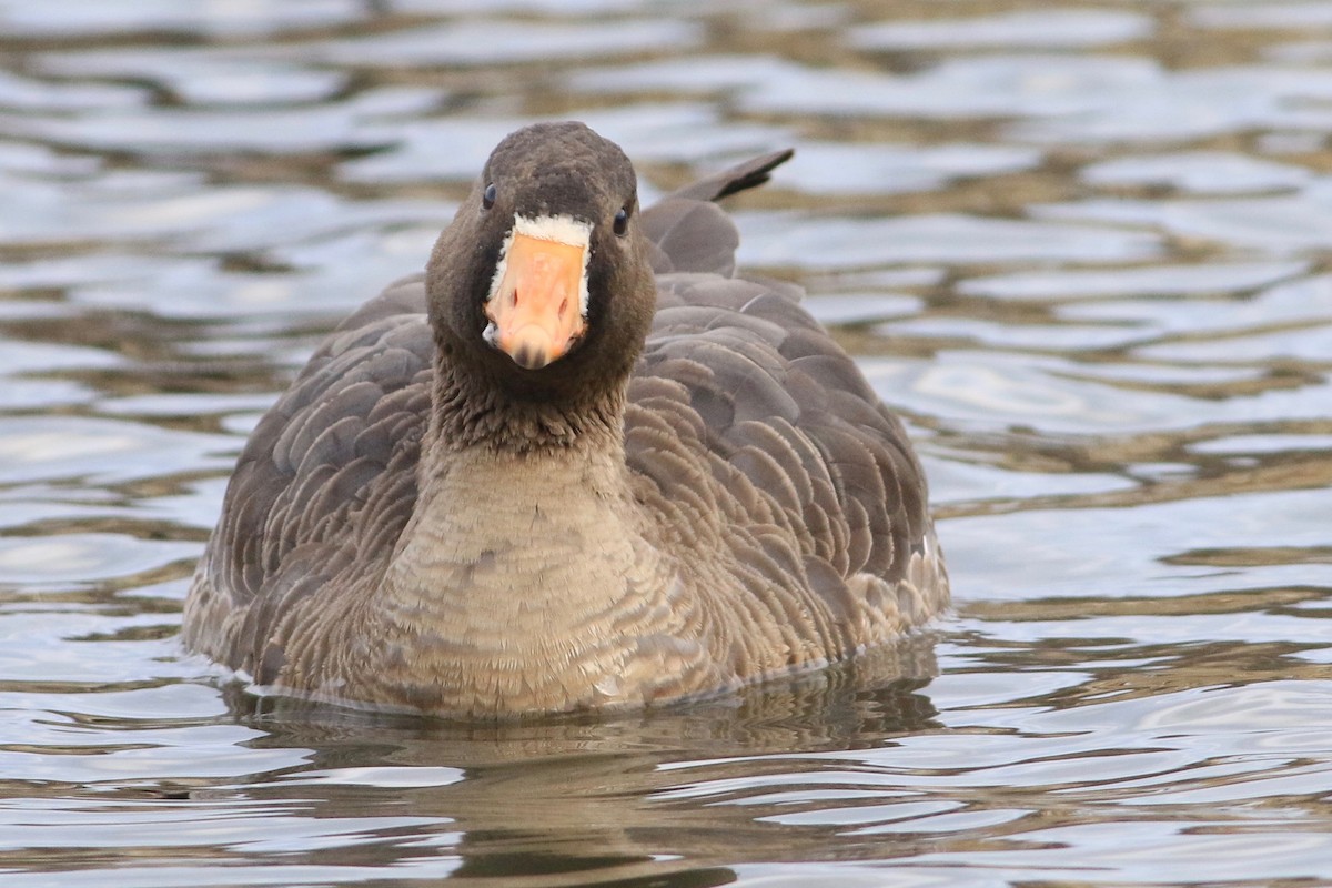 Greater White-fronted Goose - Keenan Yakola