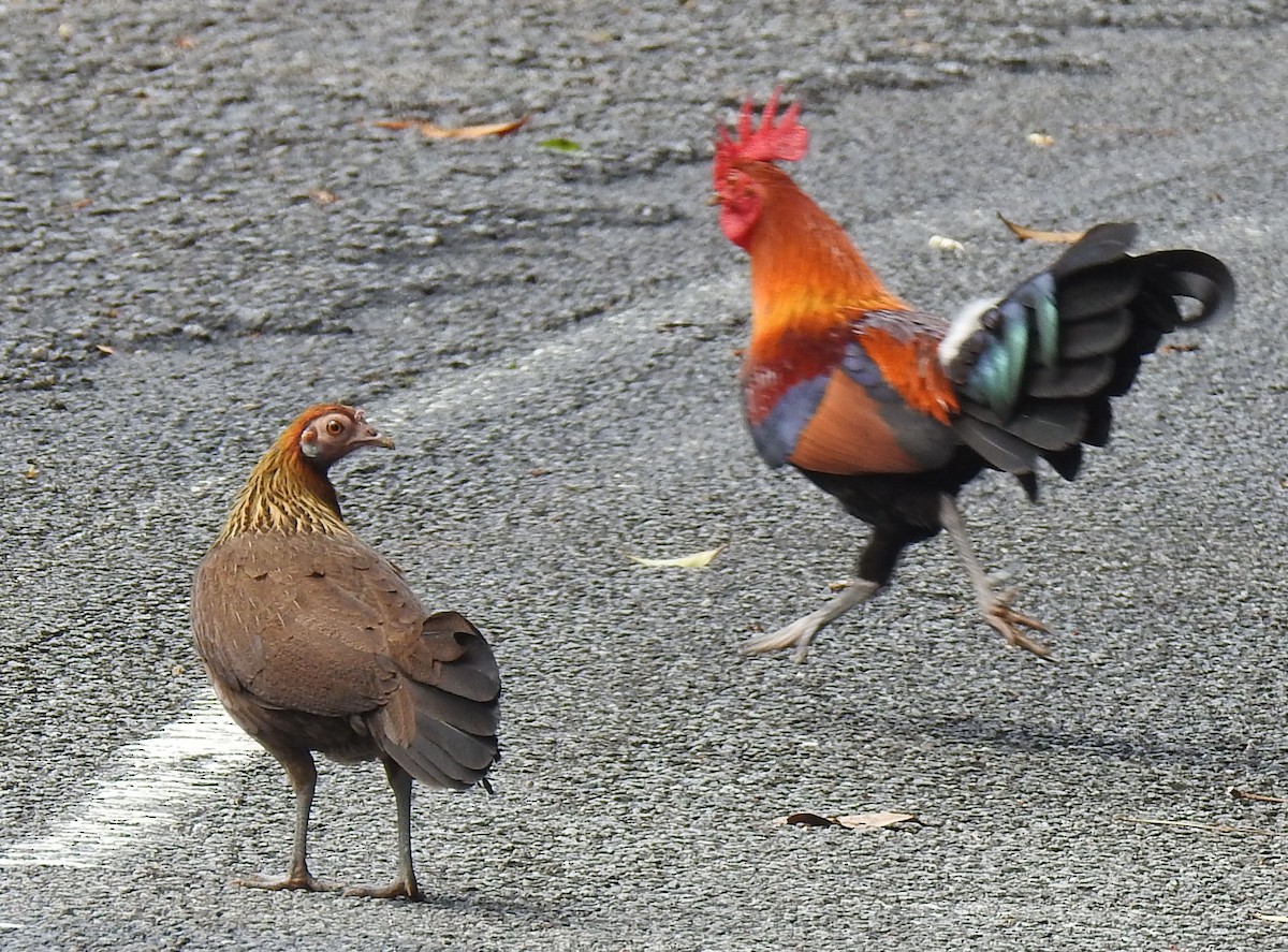 Red Junglefowl - ML91091681