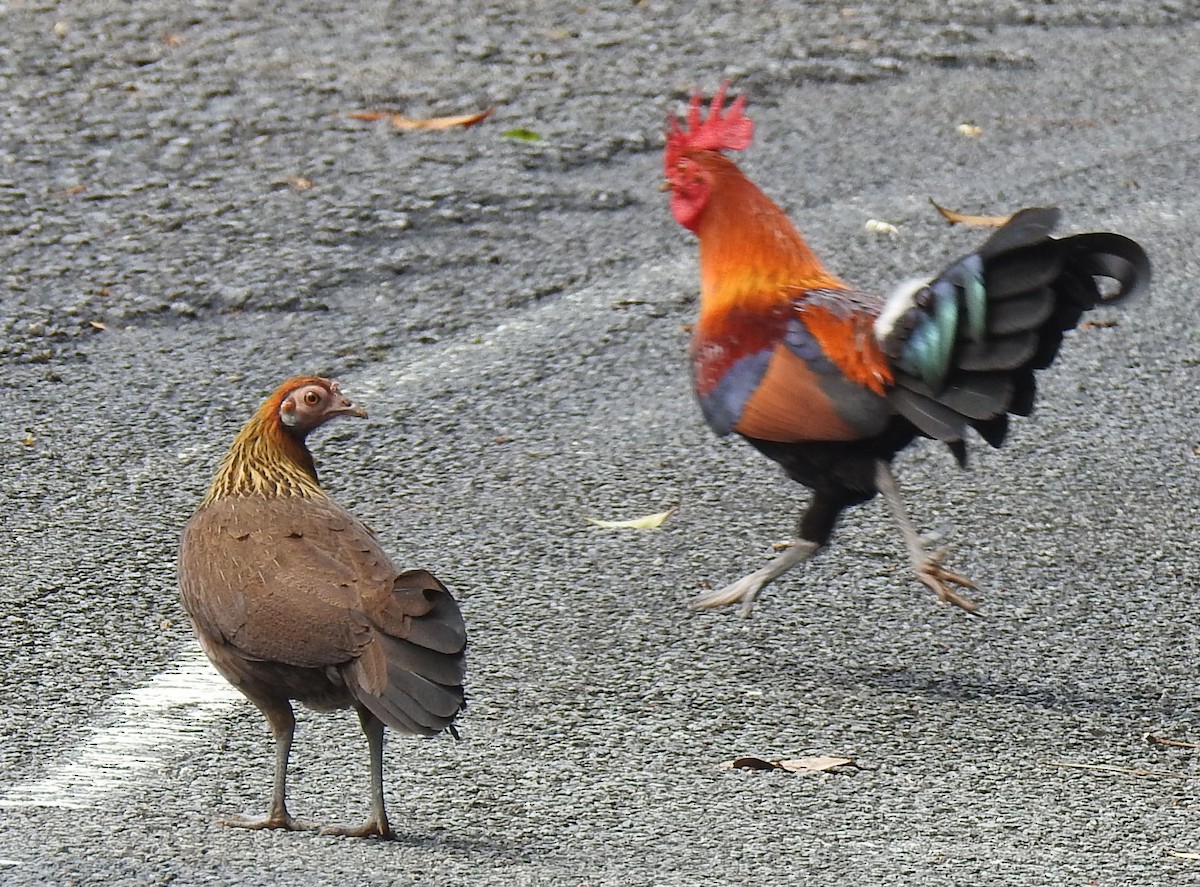 Red Junglefowl - ML91091681