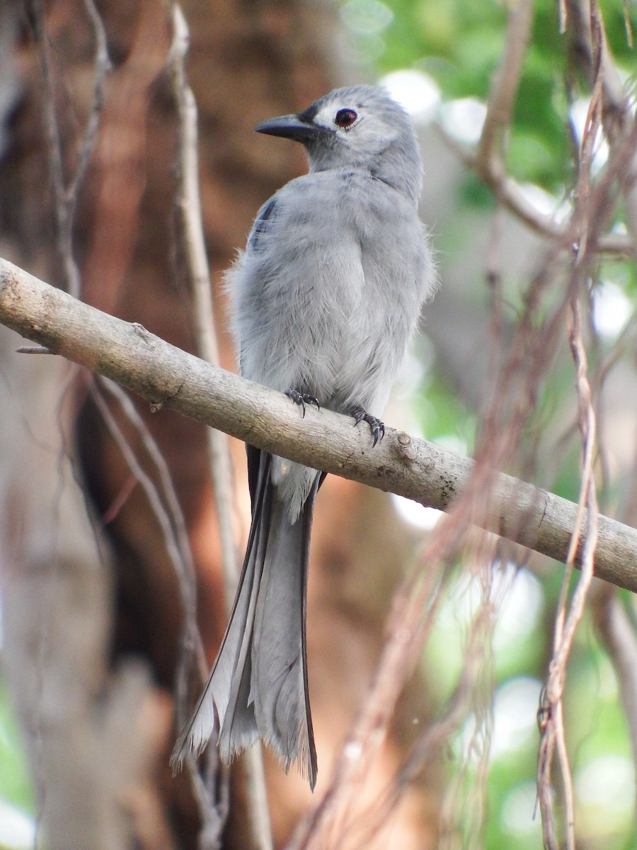 Ashy Drongo - ML91091901