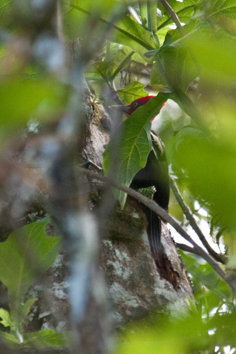 Pale-billed Woodpecker - ML91091931