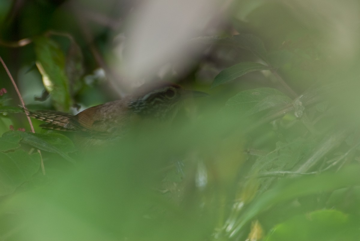 Happy Wren - ML91092041