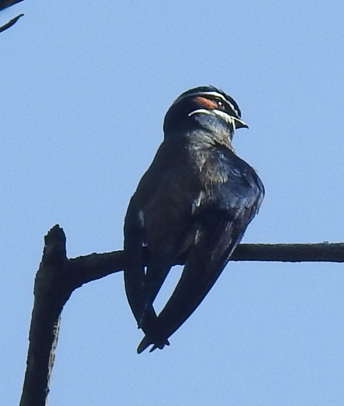 Whiskered Treeswift - ML91092191