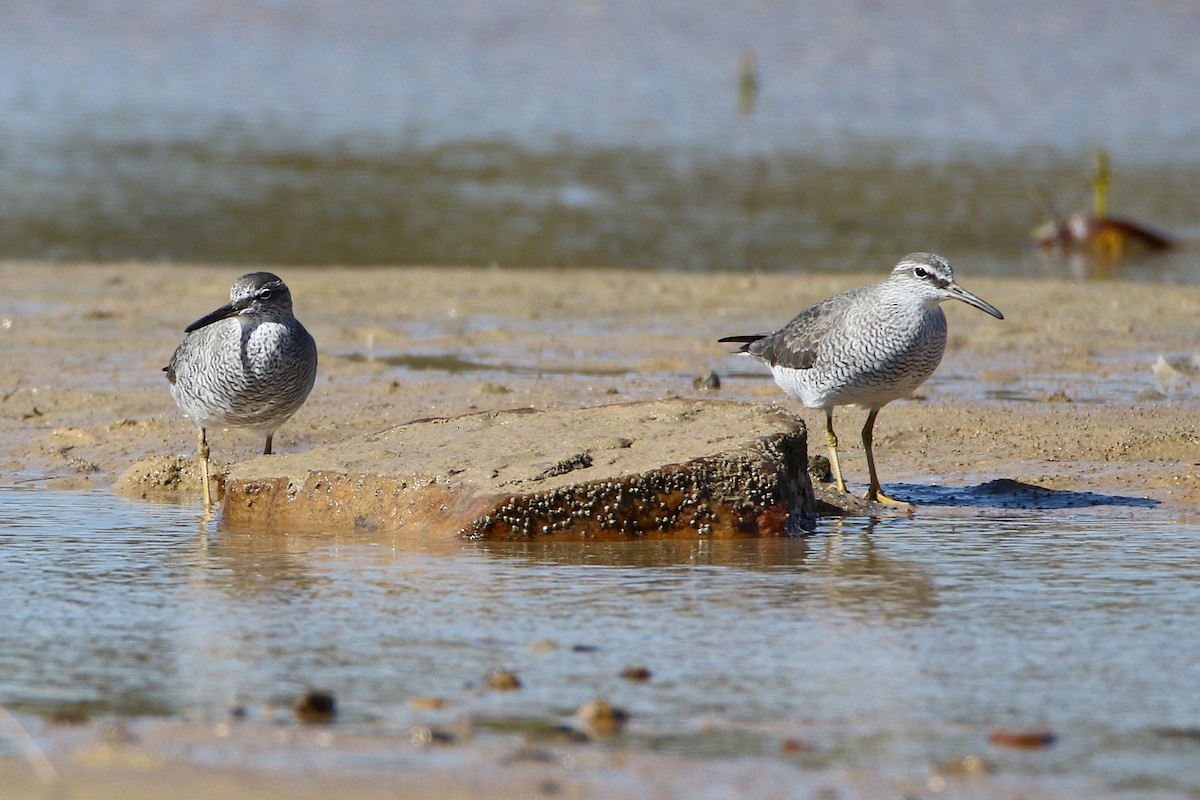 Grauschwanz-Wasserläufer - ML91092211