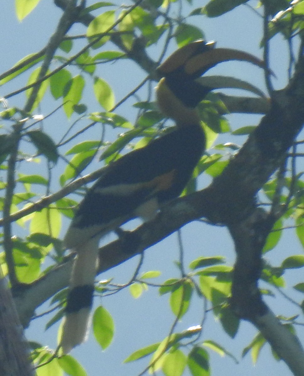 Great Hornbill - ML91092221