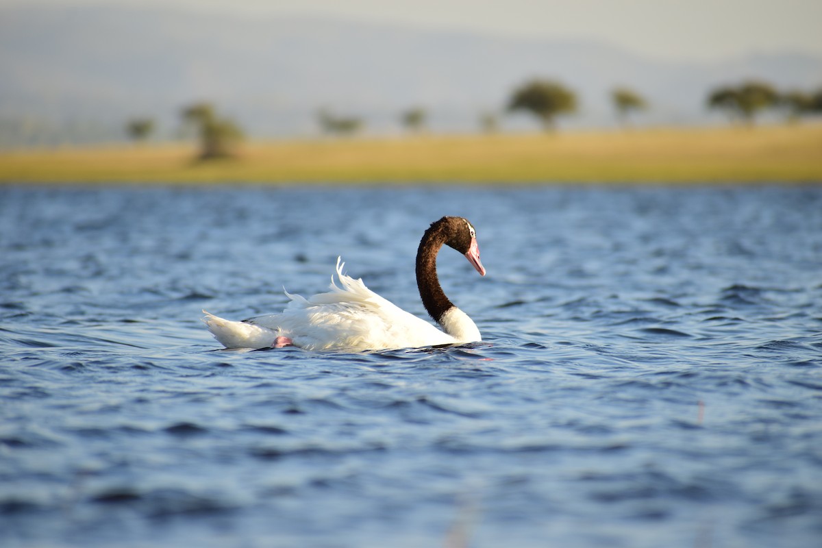 Black-necked Swan - ML91092391
