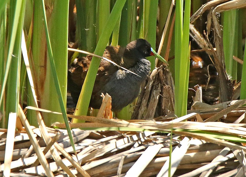 Plumbeous Rail - ML91092431