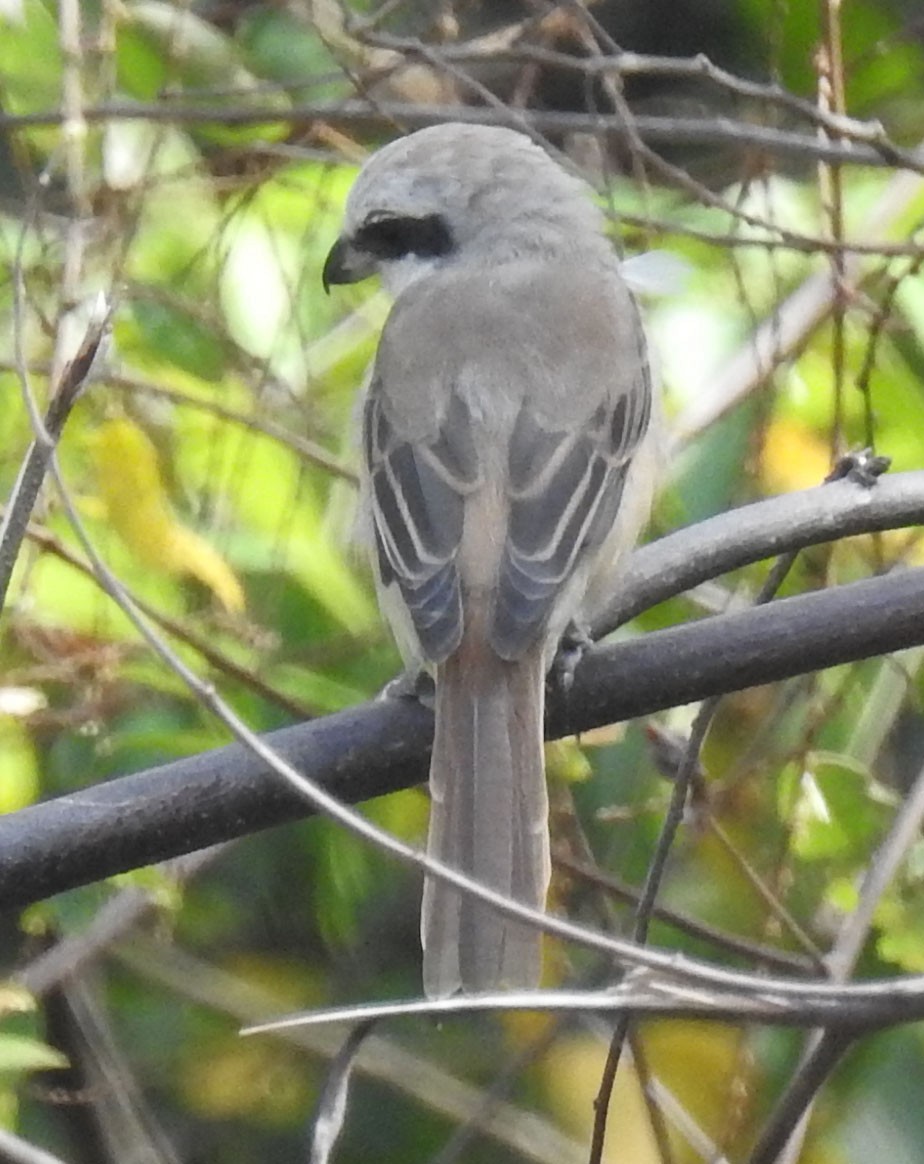 Brown Shrike - ML91092501