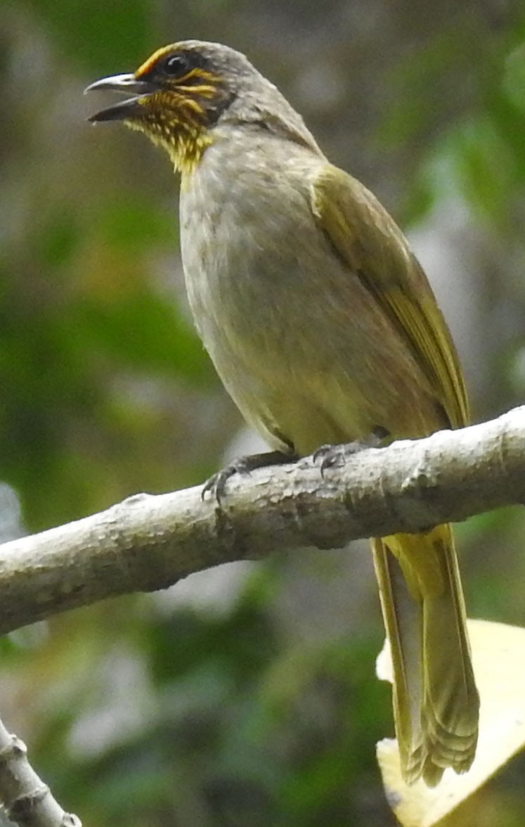 Stripe-throated Bulbul - ML91092601