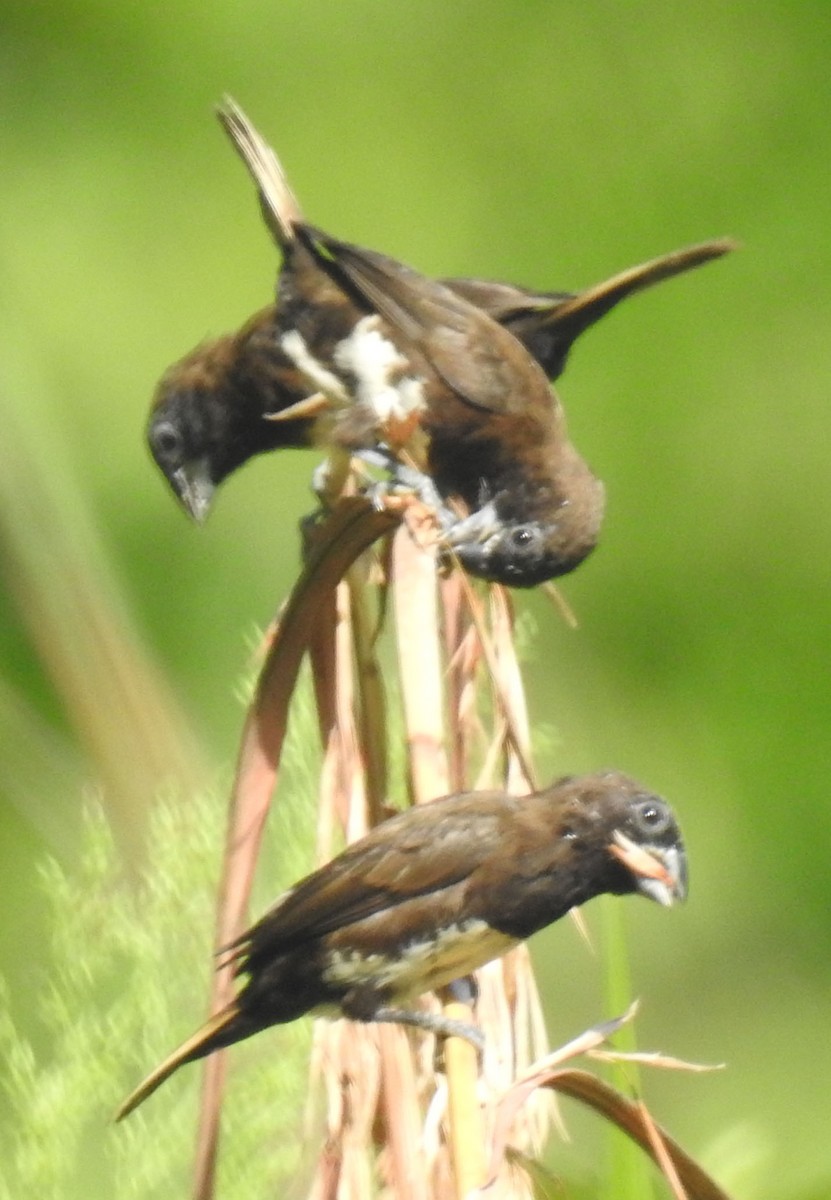 White-bellied Munia - ML91092971