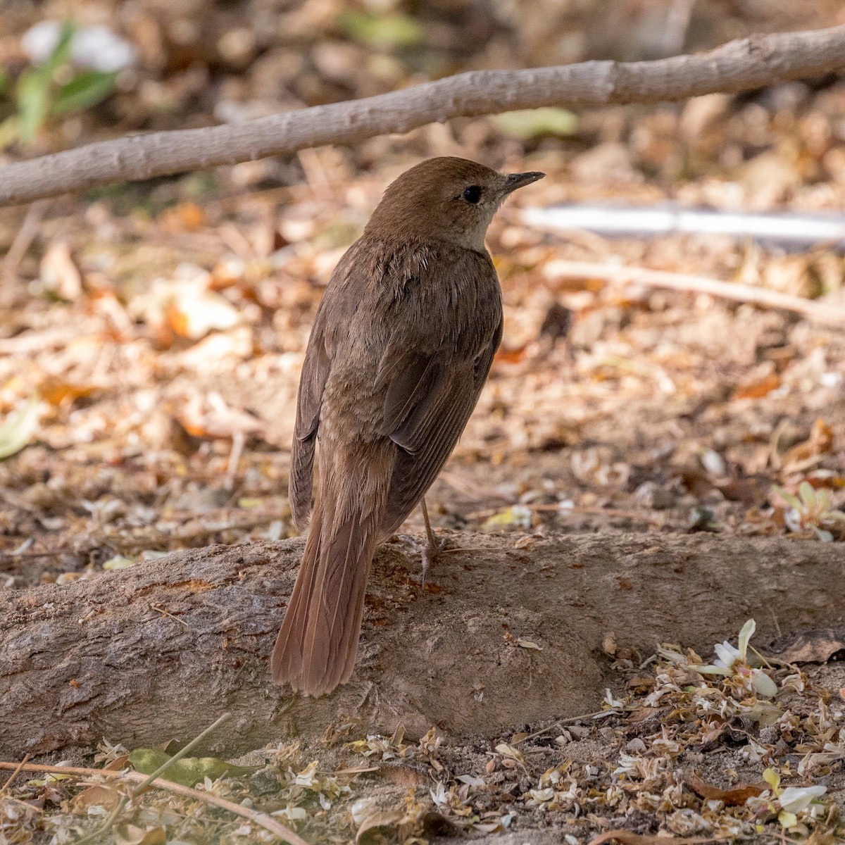 Common Nightingale - Justin Ede