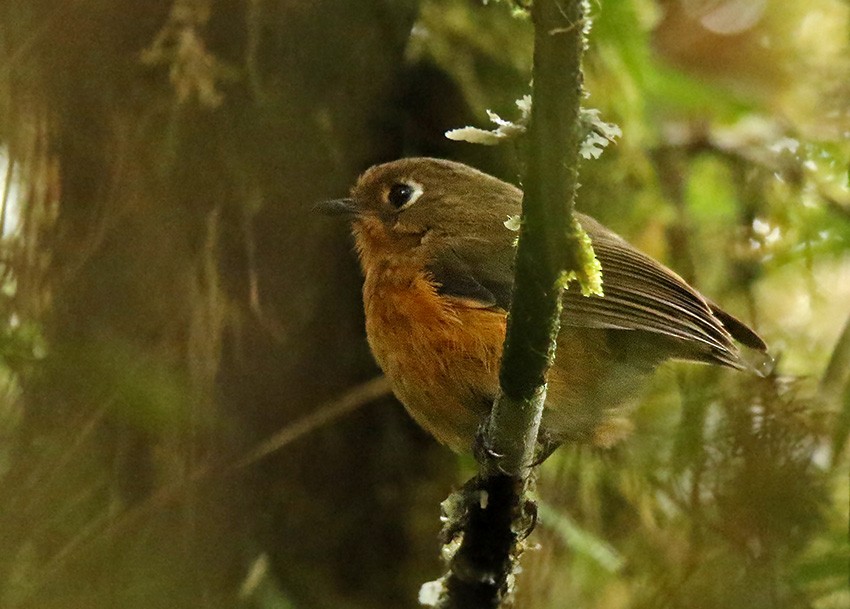 Leymebamba Antpitta - Roger Ahlman