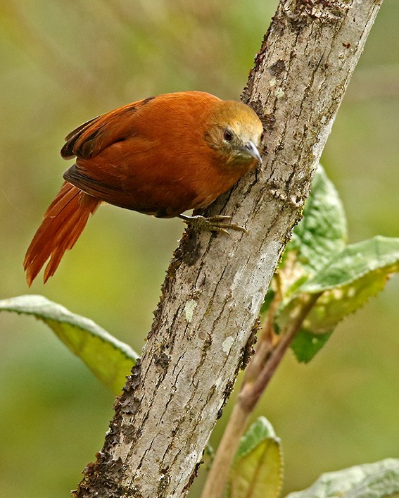 Russet-mantled Softtail - ML91096121