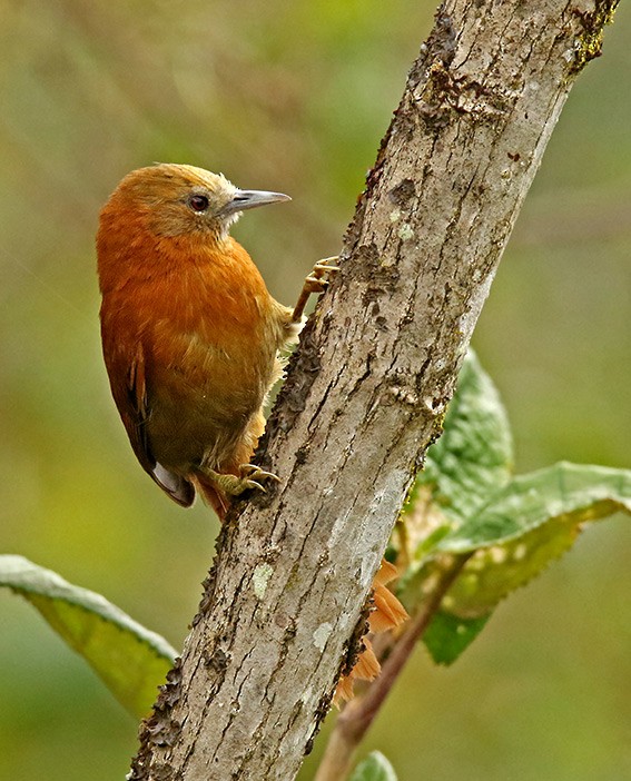 Russet-mantled Softtail - ML91096131