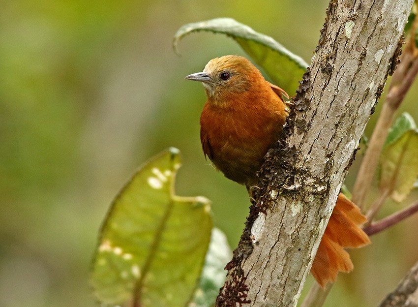 Russet-mantled Softtail - ML91096141