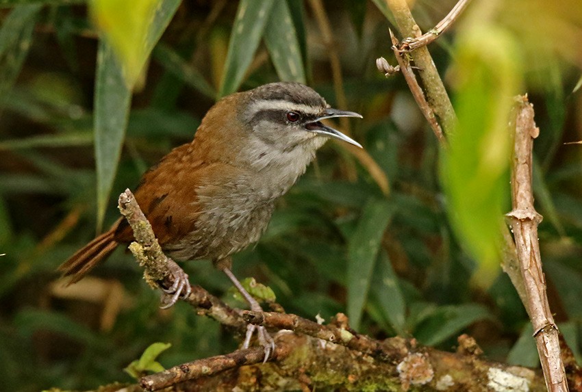 Plain-tailed Wren - ML91096201