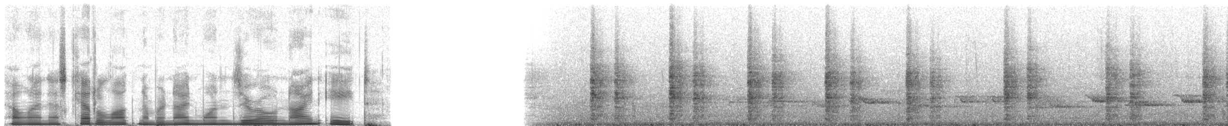 Blue-bellied Parrot - ML91098