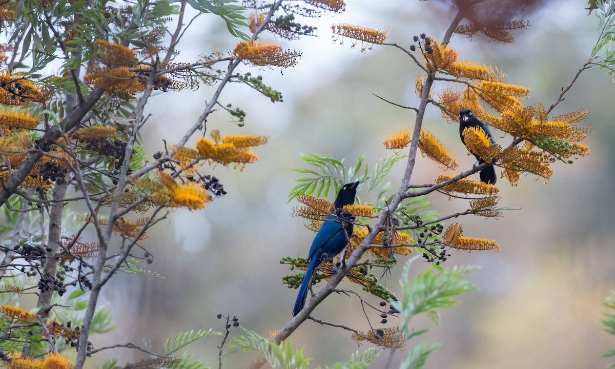 Bushy-crested Jay - ML91099491