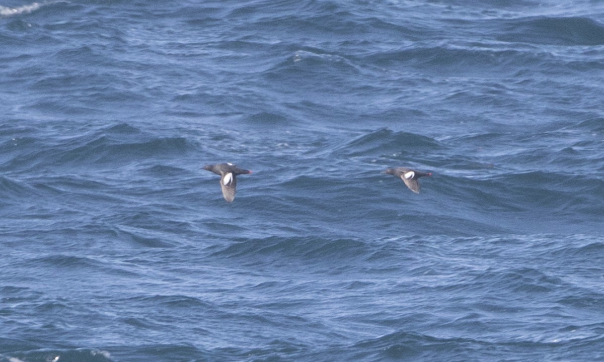 Pigeon Guillemot - Brian Sullivan