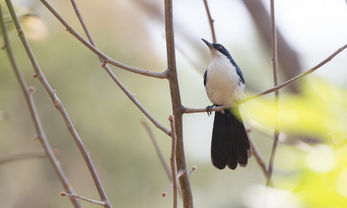 Blue-and-white Mockingbird - ML91100381