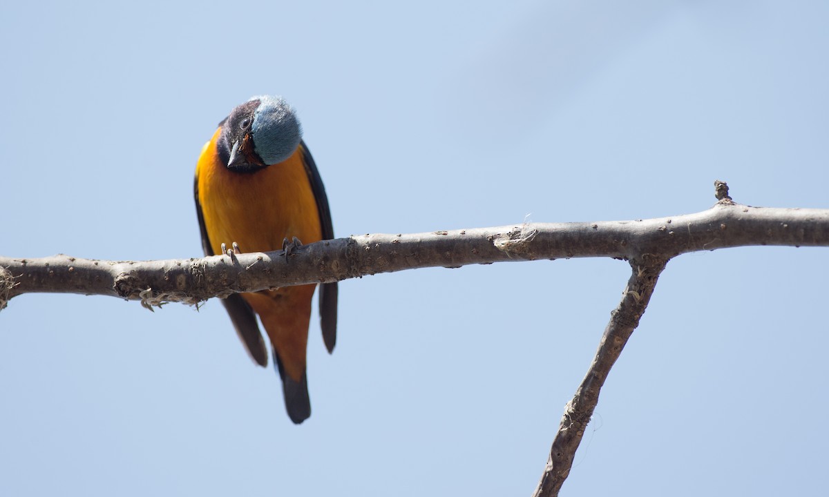 Elegant Euphonia - Chris Wood