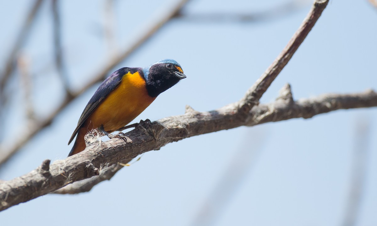 Elegant Euphonia - Chris Wood