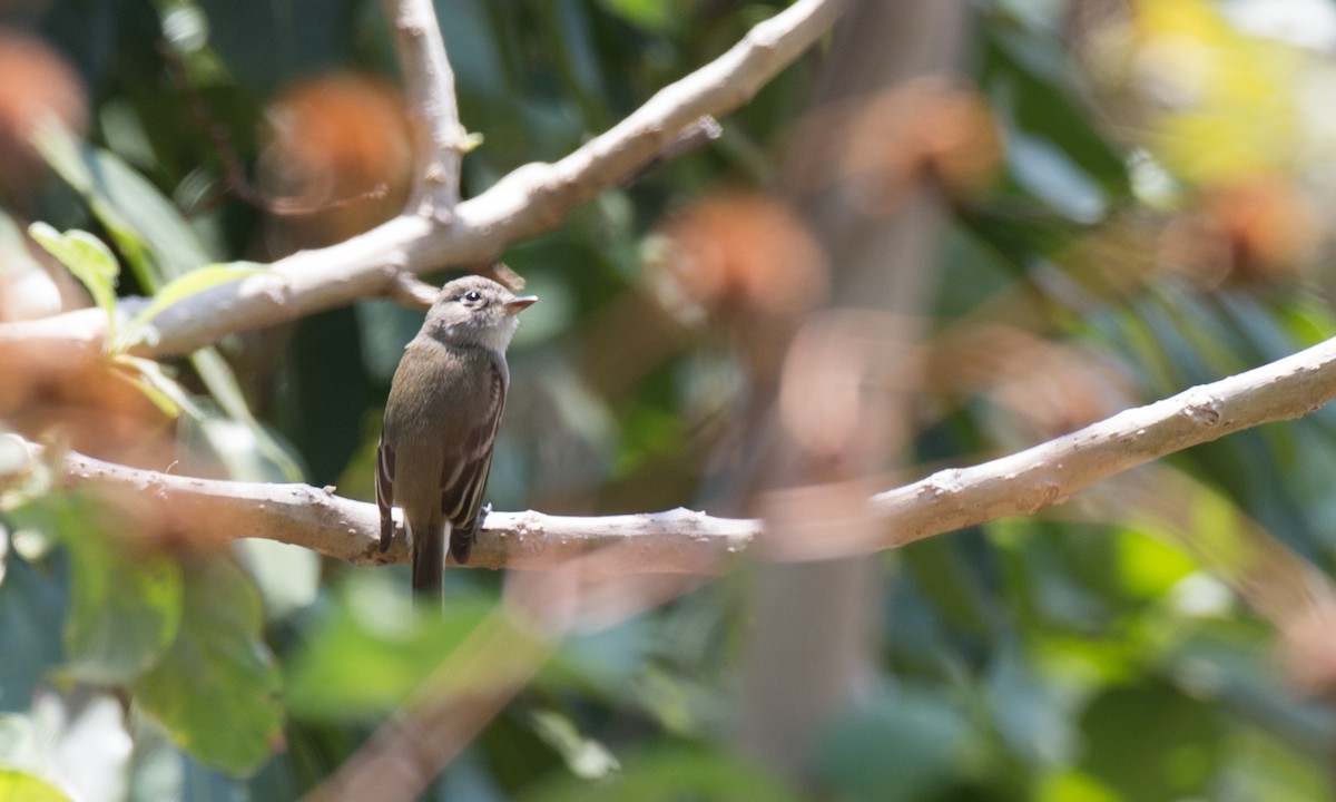 Least Flycatcher - ML91100631