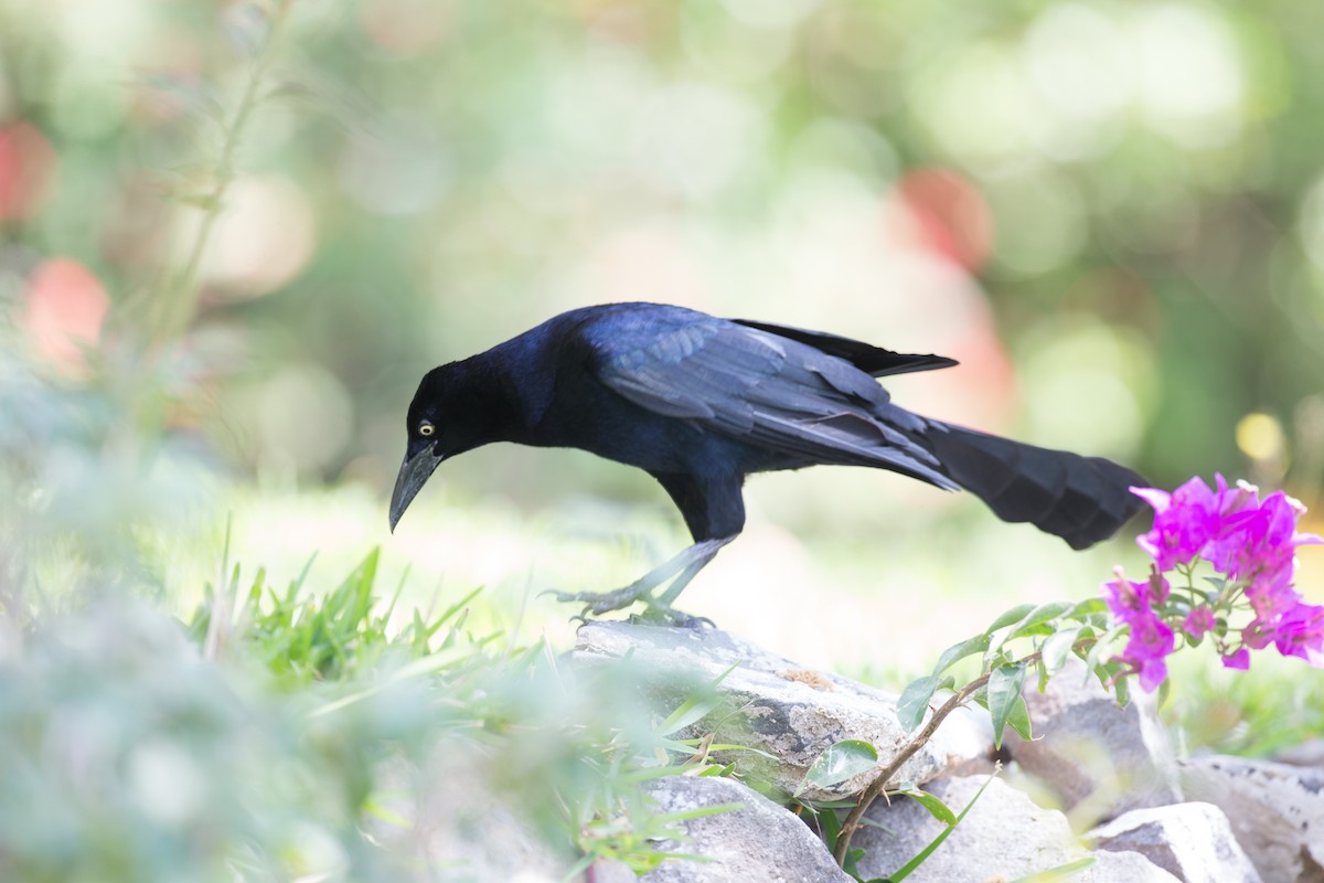 Great-tailed Grackle - ML91100671