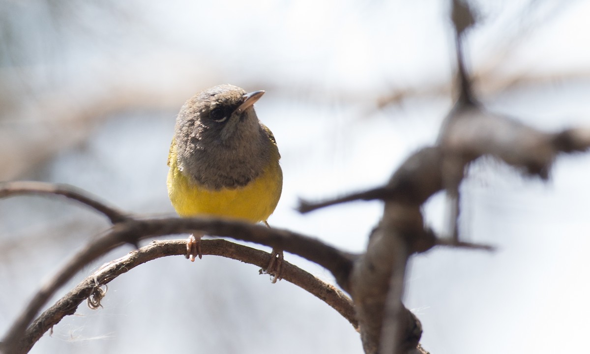 MacGillivray's Warbler - Chris Wood