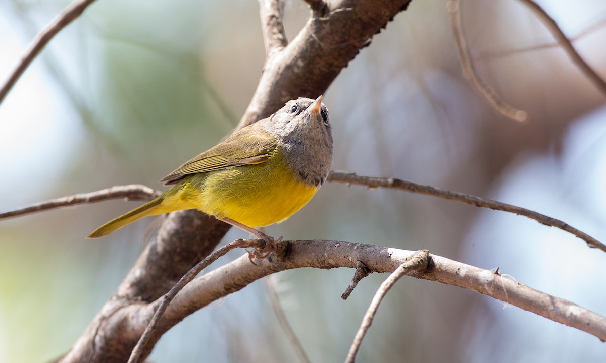 MacGillivray's Warbler - Chris Wood