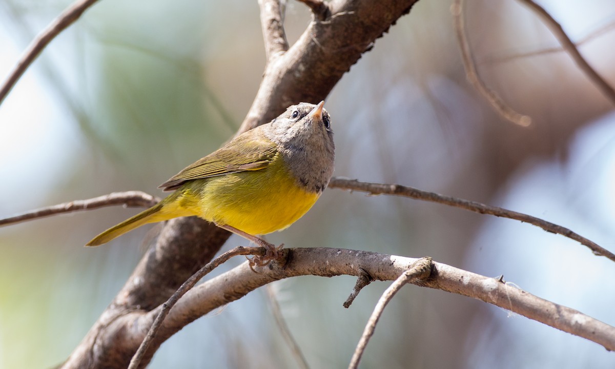 MacGillivray's Warbler - ML91100811