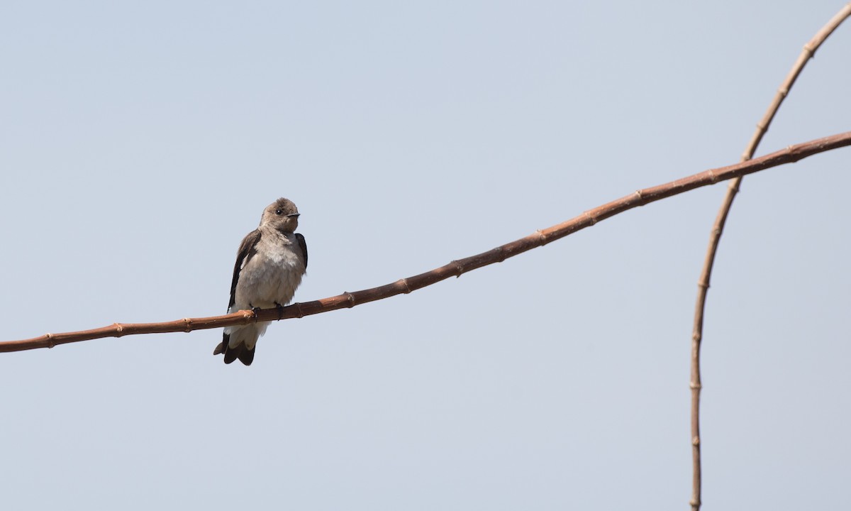 Golondrina Aserrada (grupo serripennis) - ML91100831