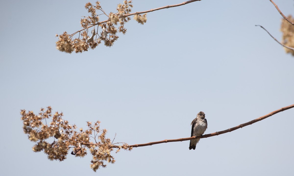 Golondrina Aserrada (grupo serripennis) - ML91100861