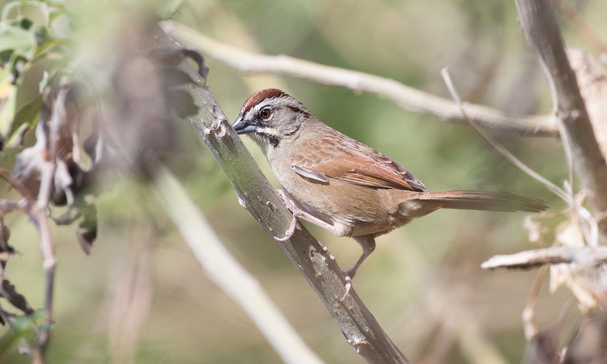 Rusty Sparrow - ML91100921