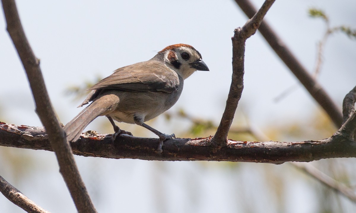 White-faced Ground-Sparrow - ML91101031