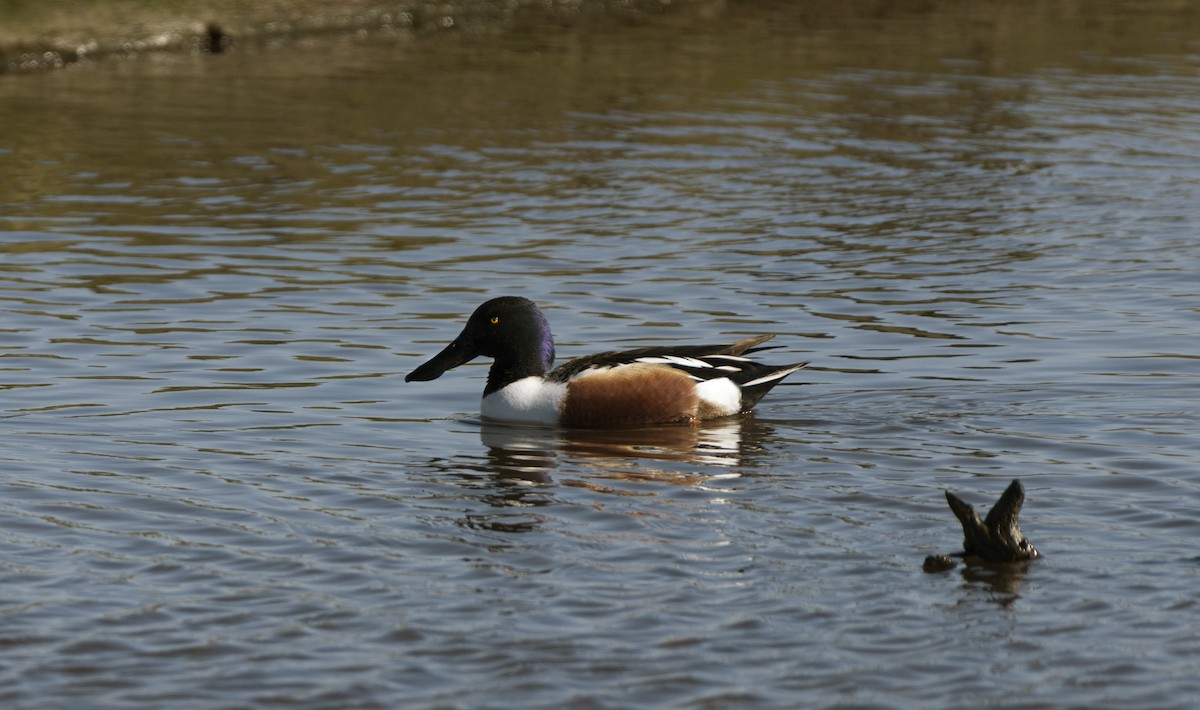 Northern Shoveler - ML91101101