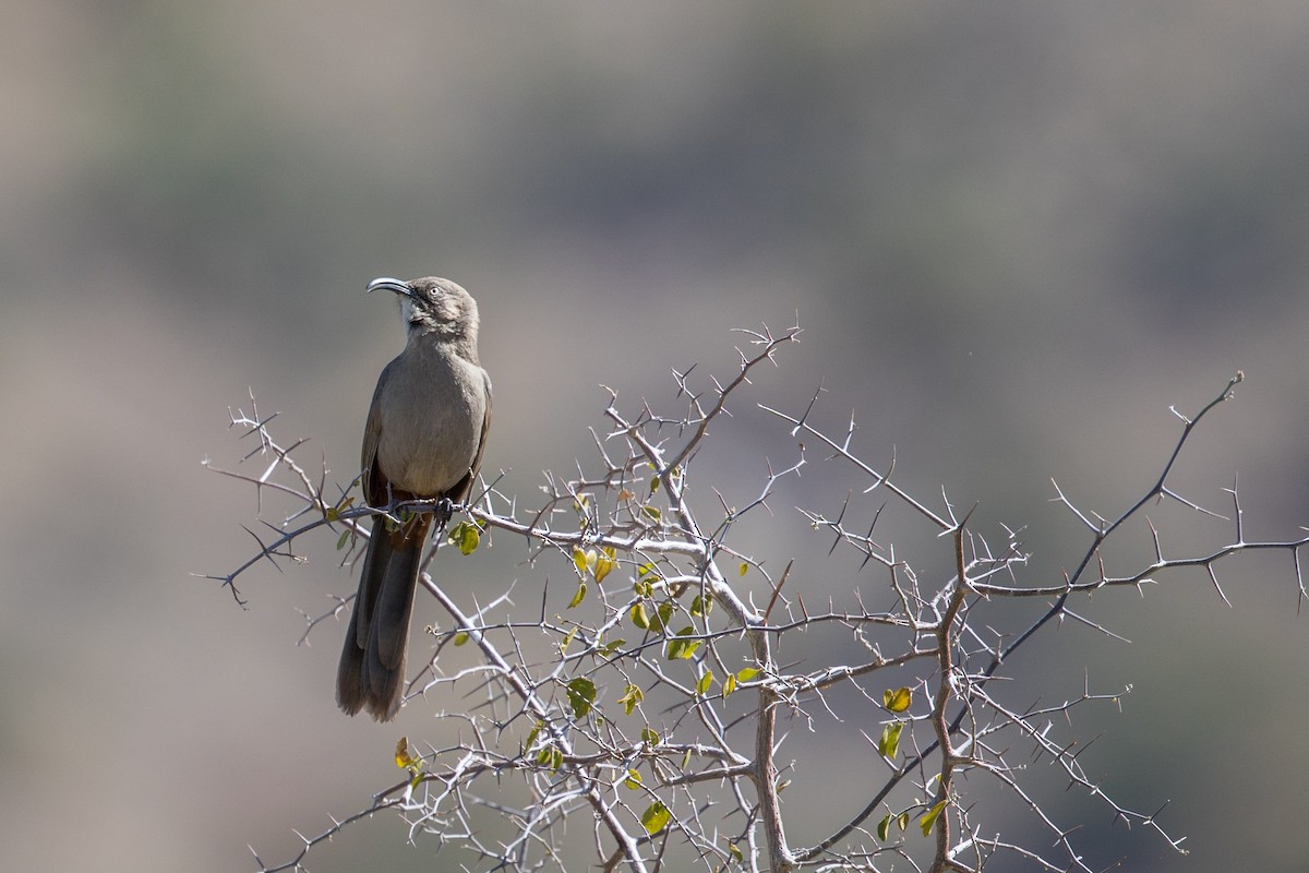 Crissal Thrasher - ML91101441