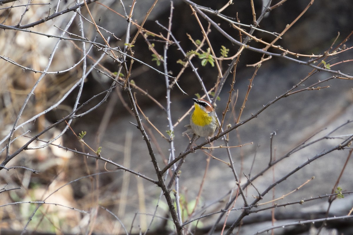 Rufous-capped Warbler - ML91101541