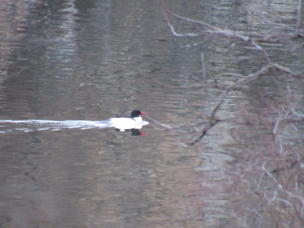 Common Merganser - ML91102121