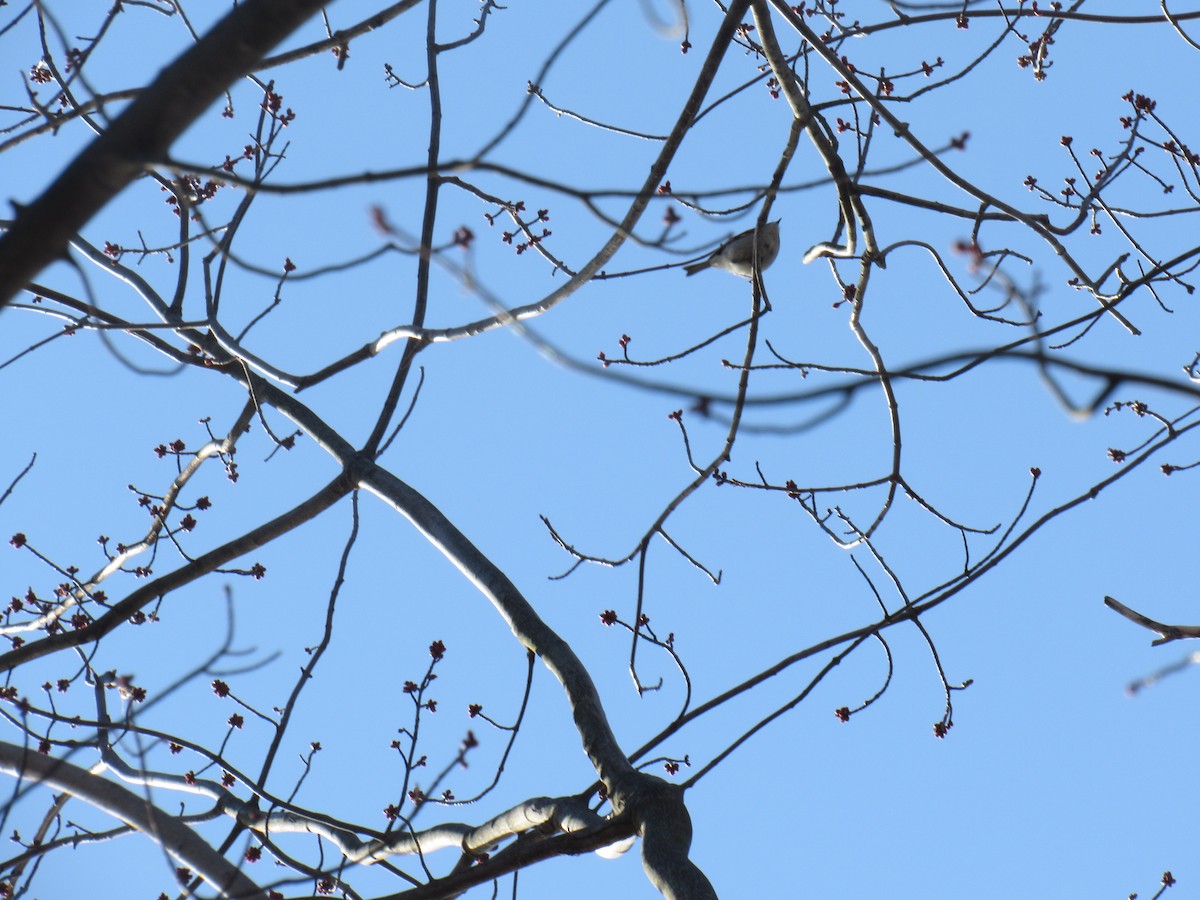 Golden-crowned Kinglet - ML91102411