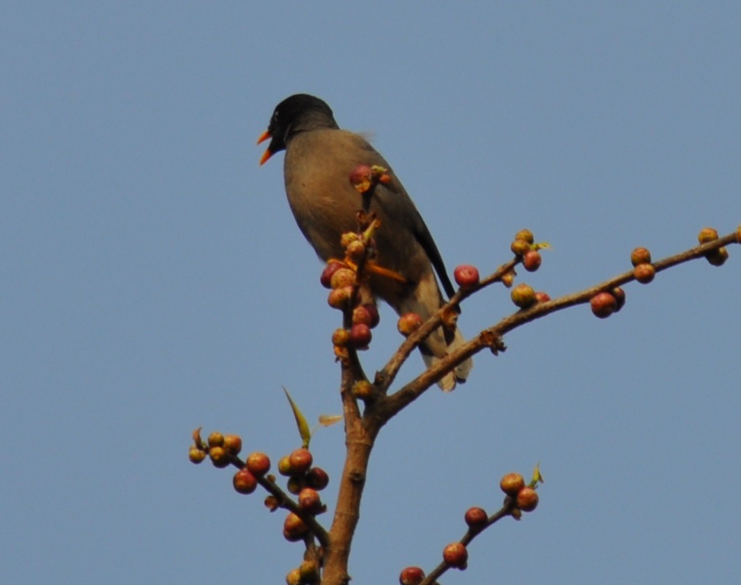 Jungle Myna - ML91102441