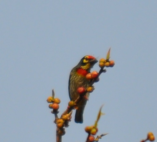 Coppersmith Barbet - ML91102521