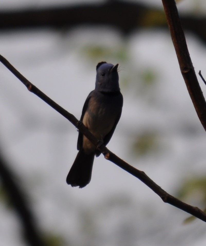 Black-naped Monarch - ML91102581