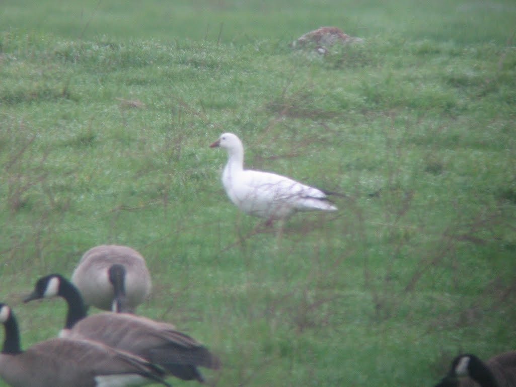 Snow Goose - ML91102601