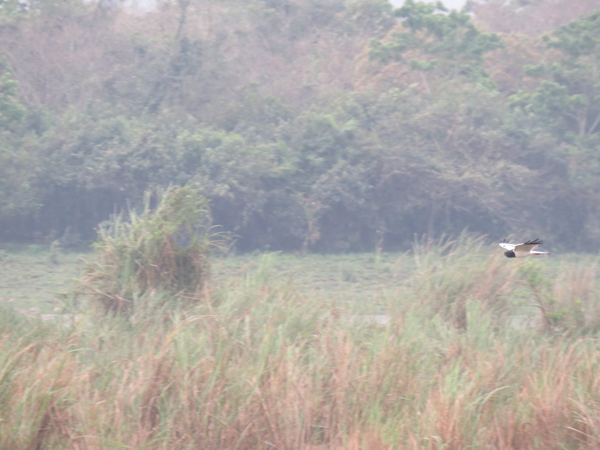 Pied Harrier - ML91102651