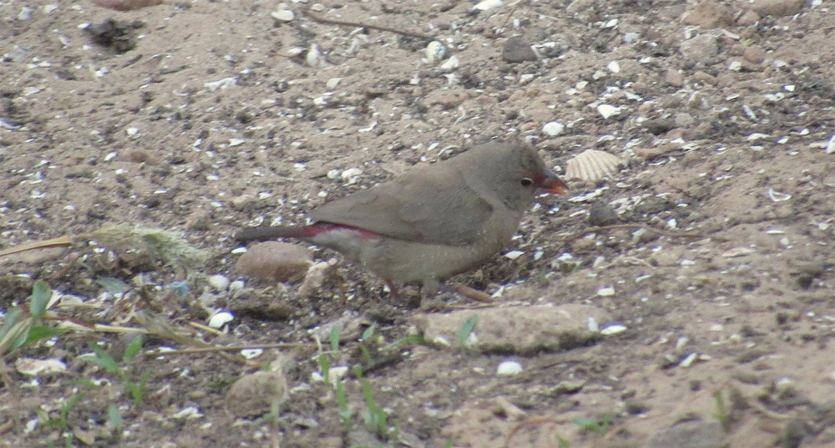 Red-billed Firefinch - Robert Tovey