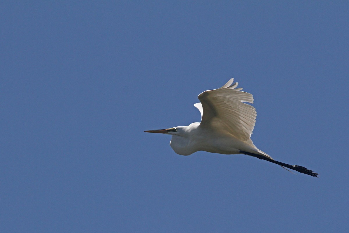 Great Egret - ML91108021